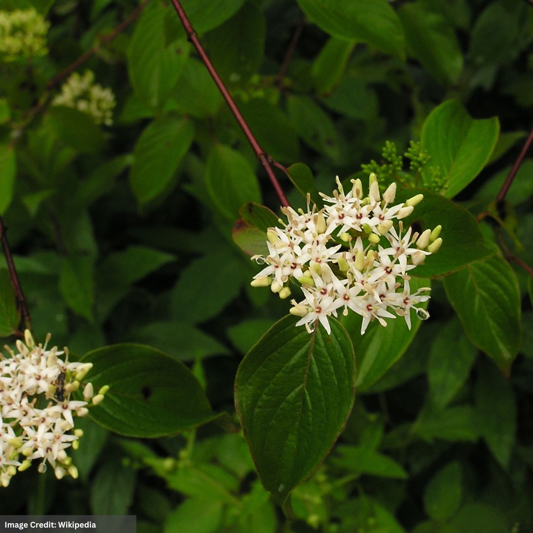 Dogwood – Silky – #3 Container